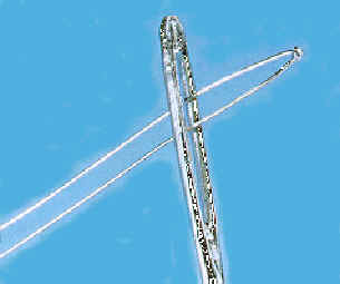 wpe31.jpg (7279 bytes)